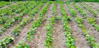 How a $1B Flash Loan Led to the $182M Beanstalk Farms Exploit Beanstalk Farms