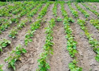 How a $1B Flash Loan Led to the $182M Beanstalk Farms Exploit Beanstalk Farms