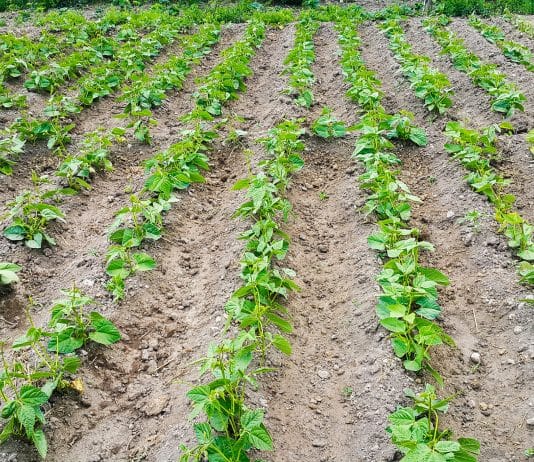 How a $1B Flash Loan Led to the $182M Beanstalk Farms Exploit Beanstalk Farms