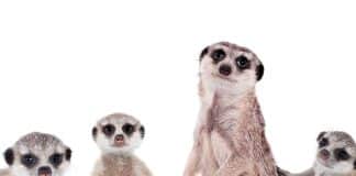 $31 Million Hack of Meerkat Finance Meerkat Finance Hack