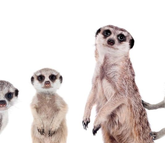 $31 Million Hack of Meerkat Finance Meerkat Finance Hack