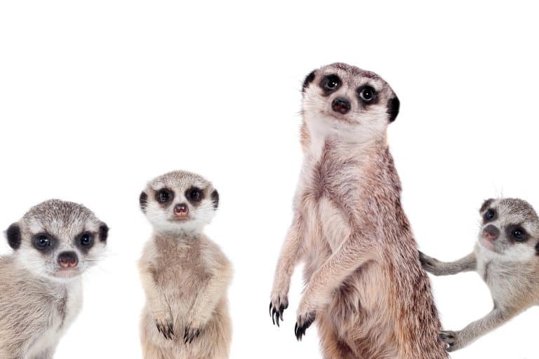 Meerkat Finance Hack